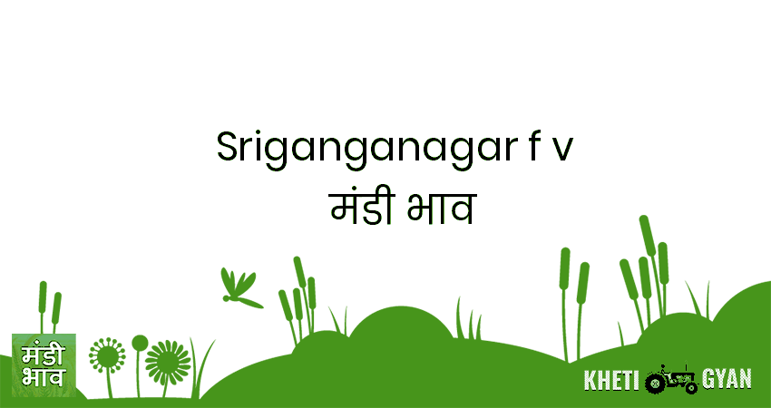 Sriganganagar(F&V) मंडी भाव की ताज़ा तस्वीर